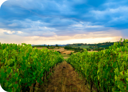 Terroir